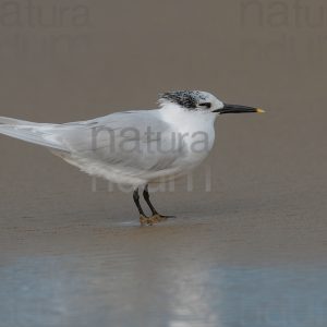 Foto di Beccapesci (Thalasseus sandvicensis)