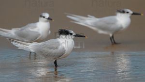 Foto di Beccapesci (Thalasseus sandvicensis)