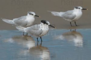 Photos of Sandwich Tern (Thalasseus sandvicensis)