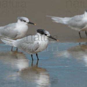 Photos of Sandwich Tern (Thalasseus sandvicensis)