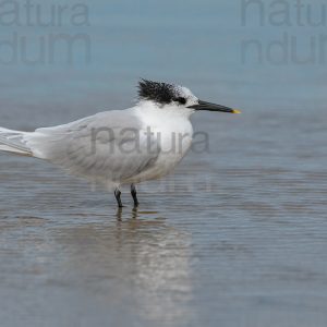 Foto di Beccapesci (Thalasseus sandvicensis)