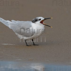 Photos of Sandwich Tern (Thalasseus sandvicensis)