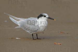 Photos of Sandwich Tern (Thalasseus sandvicensis)
