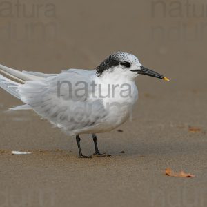 Photos of Sandwich Tern (Thalasseus sandvicensis)