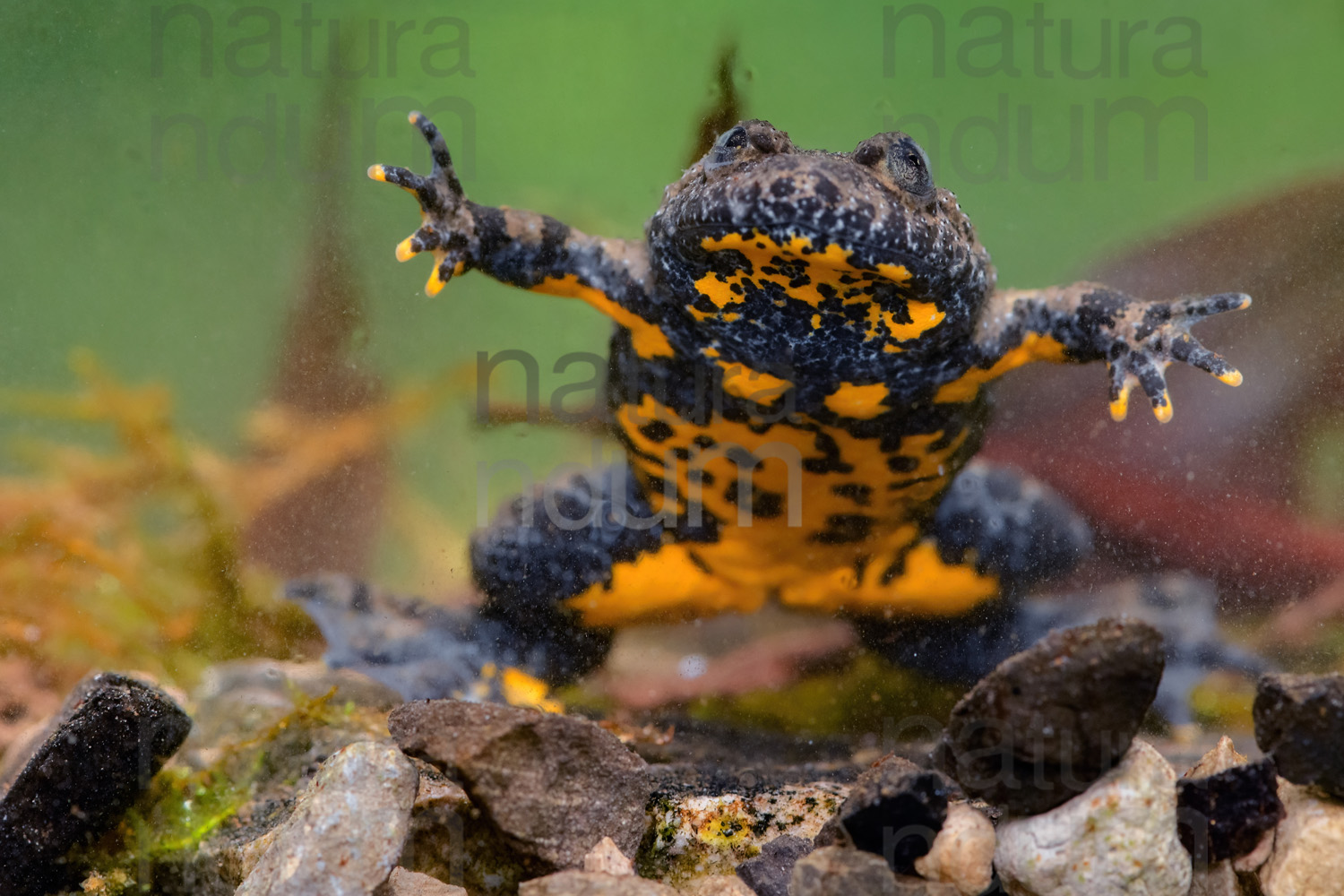 Yellow-Bellied Toad images (Bombina Pachypus)