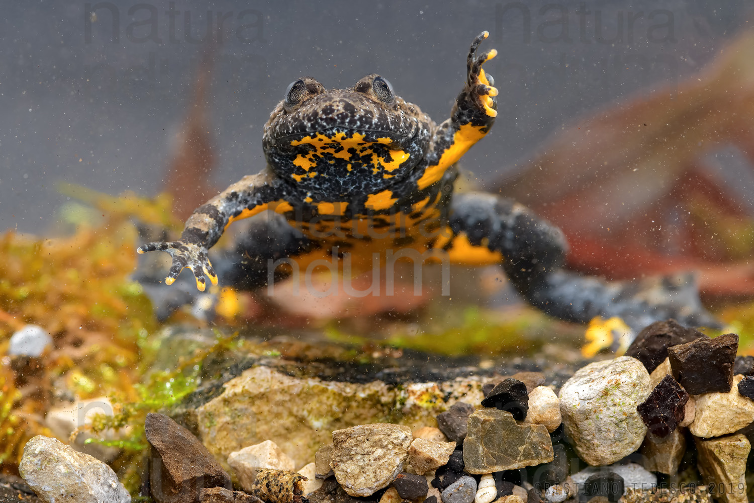 Yellow-Bellied Toad images (Bombina Pachypus)