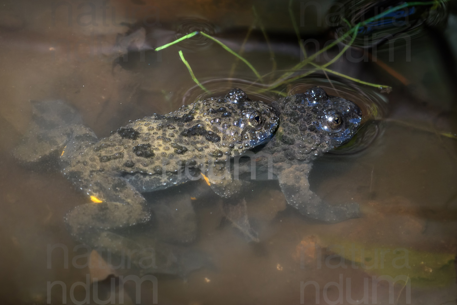 Yellow-Bellied Toad images (Bombina Pachypus)