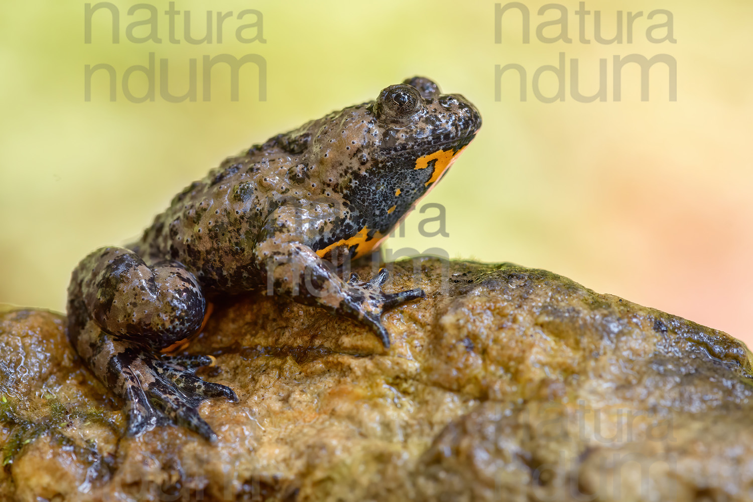 Foto di Ululone appenninico (Bombyna pachypus)