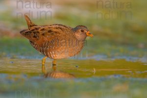 Photos of Spotted Crake (Porzana porzana)