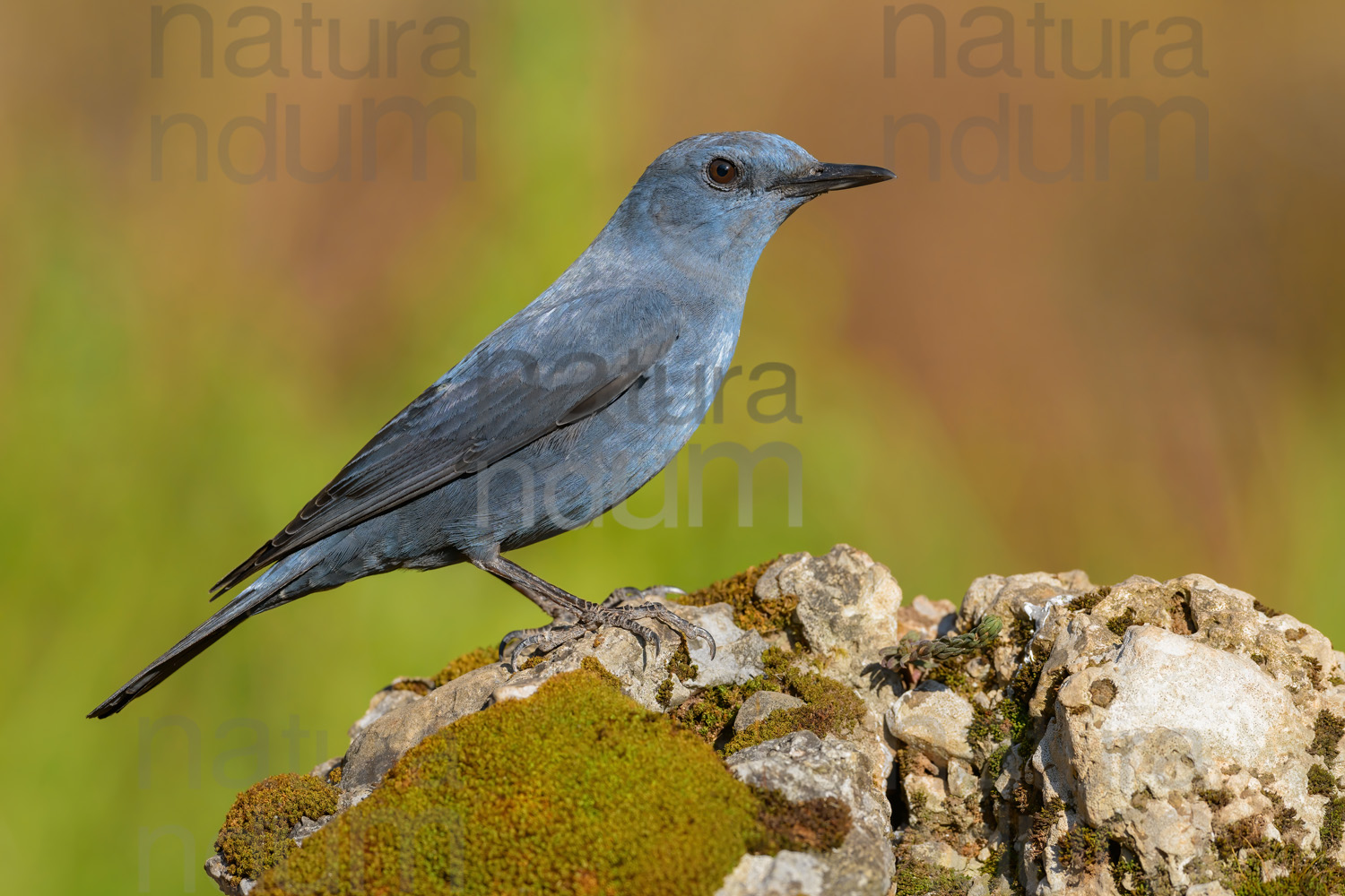 Photos of Blue Rock Thrush (Monticola solitarius)