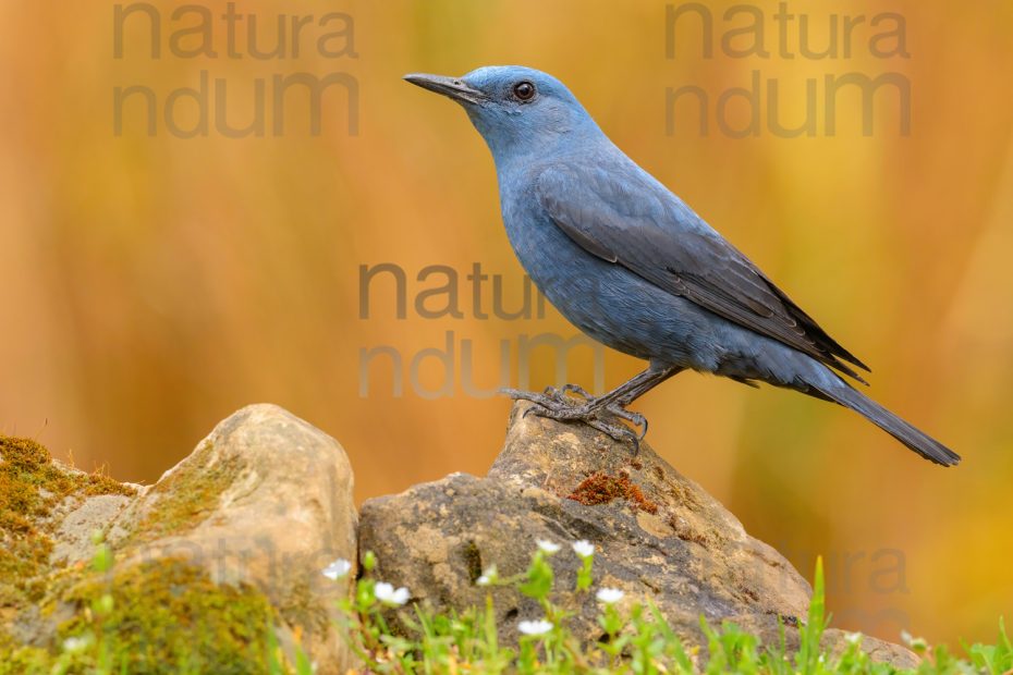 Photos of Blue Rock Thrush (Monticola solitarius)