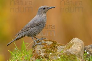 Photos of Blue Rock Thrush (Monticola solitarius)