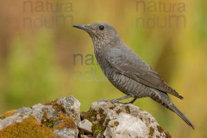 Photos of Blue Rock Thrush (Monticola solitarius)