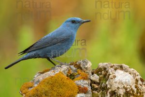 Photos of Blue Rock Thrush (Monticola solitarius)