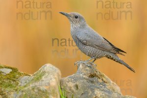 Photos of Blue Rock Thrush (Monticola solitarius)