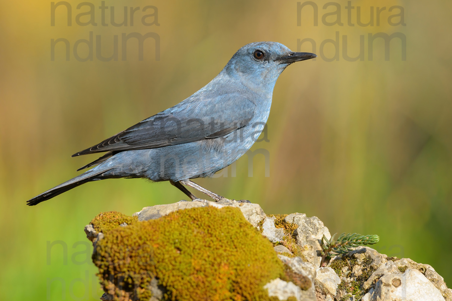 Photos of Blue Rock Thrush (Monticola solitarius)