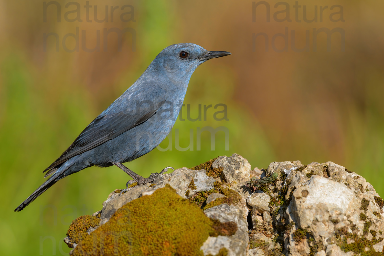 Photos of Blue Rock Thrush (Monticola solitarius)