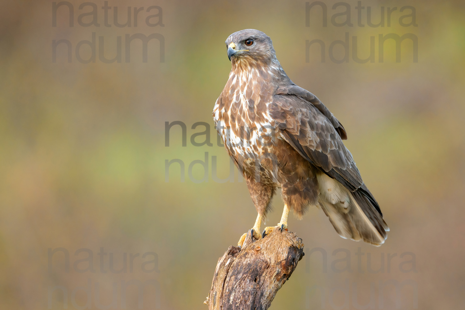 Photos of Common Buzzard (Buteo buteo)