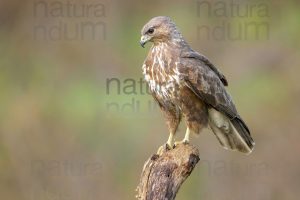 Foto di Poiana (Buteo buteo)