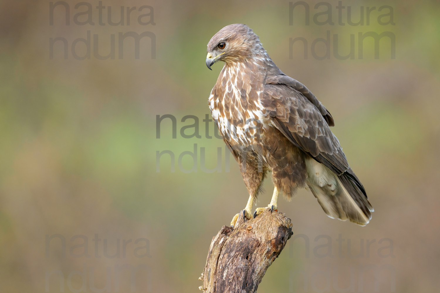 Photos of Common Buzzard (Buteo buteo)