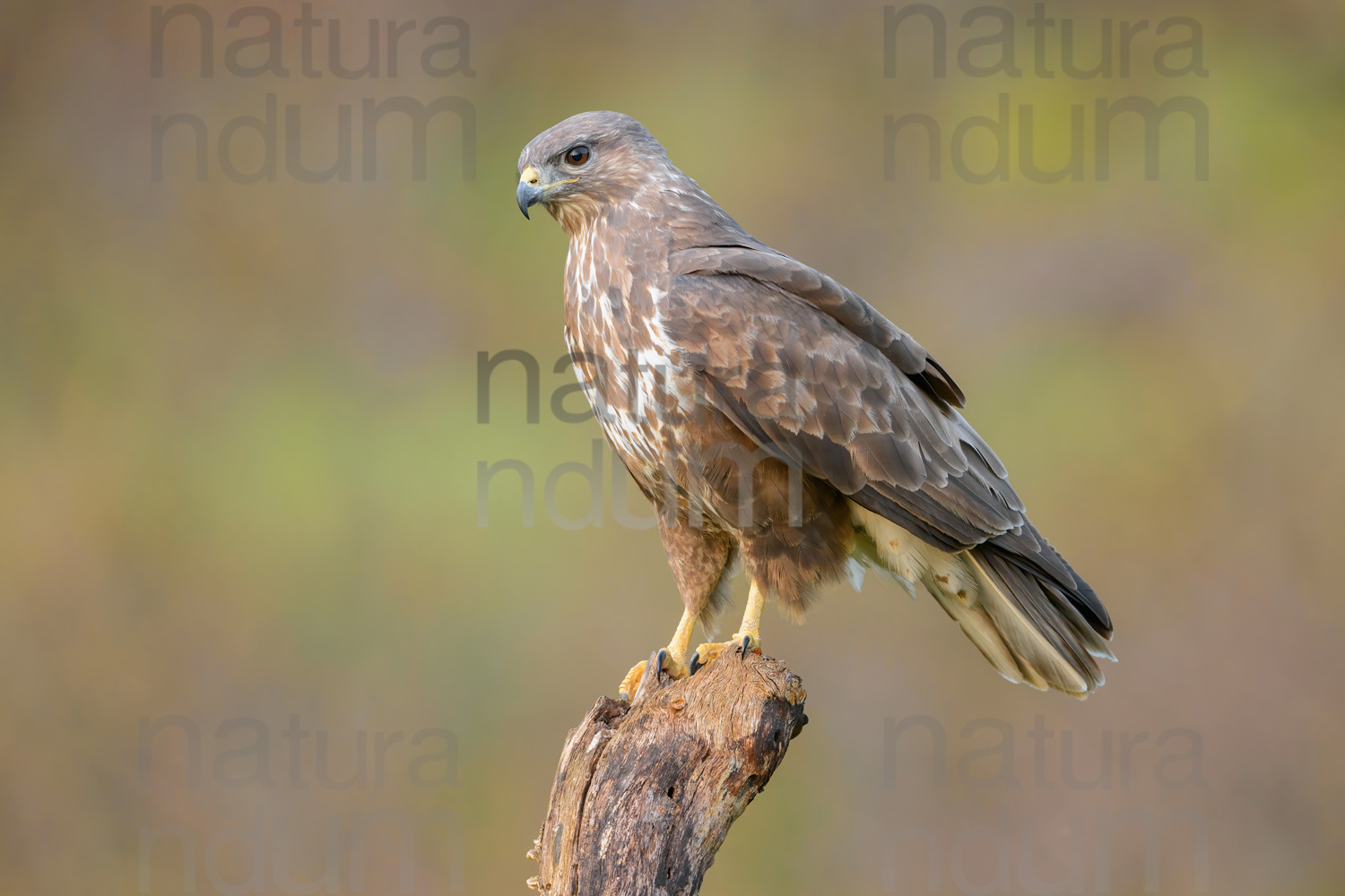 Foto di Poiana (Buteo buteo)