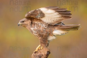 Photos of Common Buzzard (Buteo buteo)