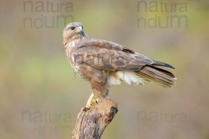 Foto di Poiana (Buteo buteo)