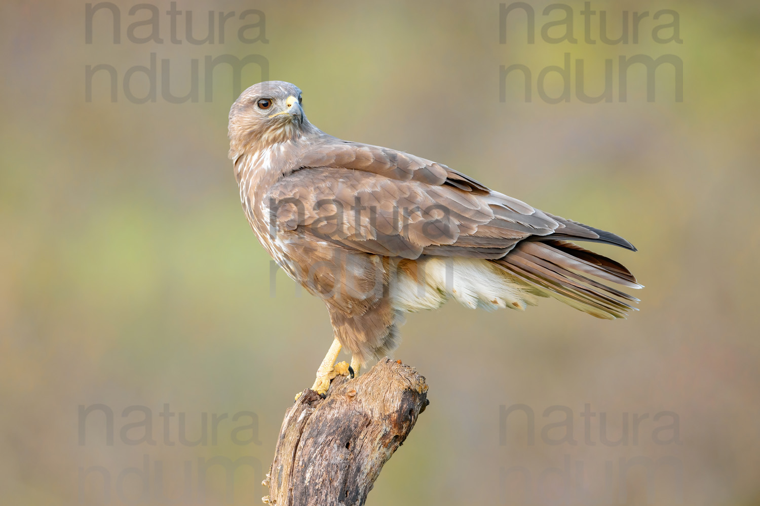 Foto di Poiana (Buteo buteo)