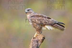 Foto di Poiana (Buteo buteo)