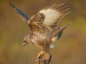 Foto di Poiana (Buteo buteo)