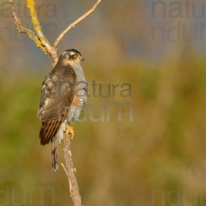 Photos of Eurasian Sparrowhawk (Accipiter nisus)
