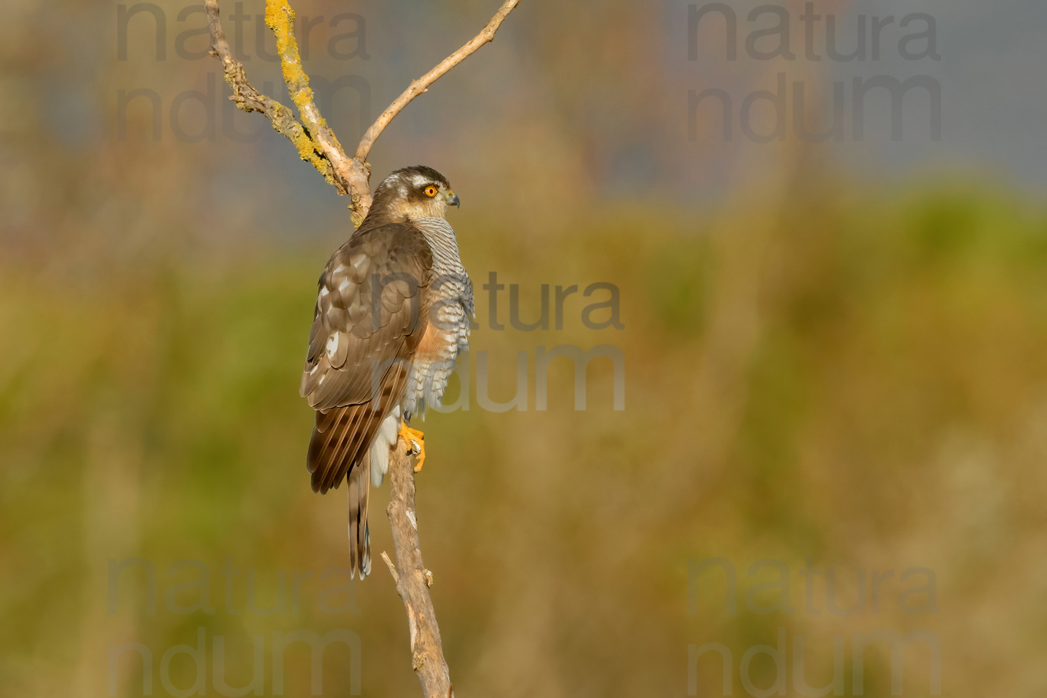 Foto di Sparviere (Accipiter nisus)