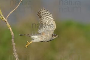 Photos of Eurasian Sparrowhawk (Accipiter nisus)