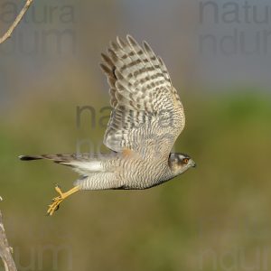 Photos of Eurasian Sparrowhawk (Accipiter nisus)