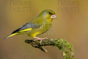 Foto di Verdone (Chloris chloris)