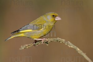 Photos of European Greenfinch (Chloris chloris)