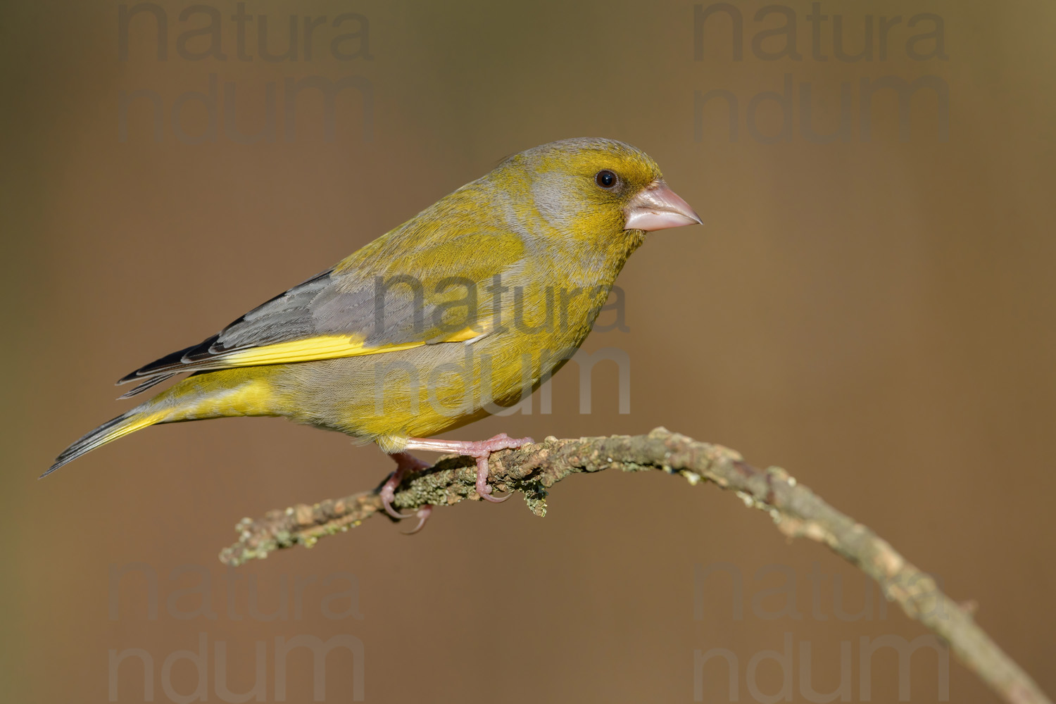 Foto di Verdoni (Chloris chloris)