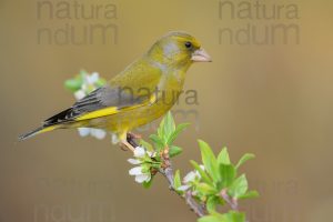 Foto di Verdone (Chloris chloris)