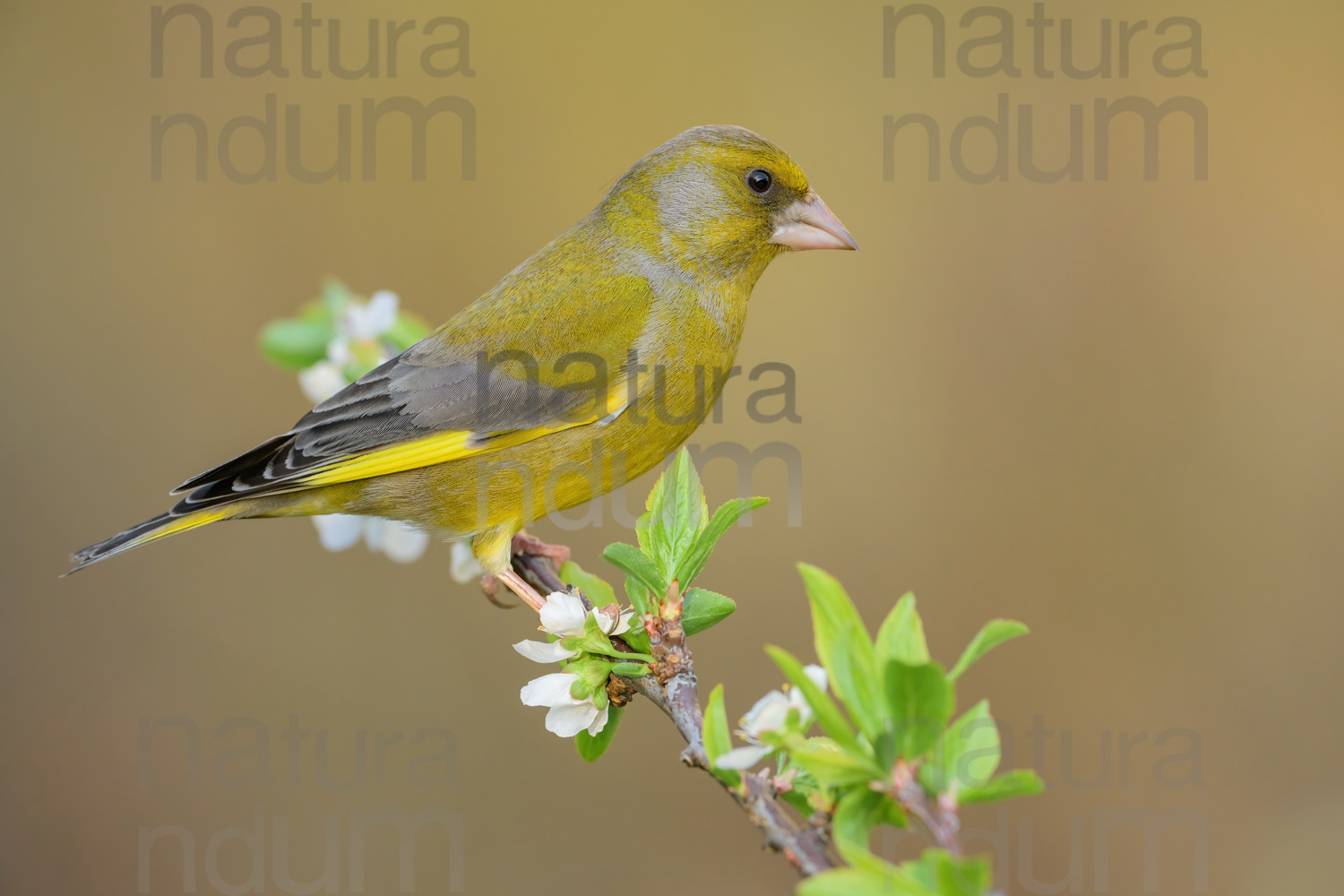 European Greenfinch images (Chloris chloris)