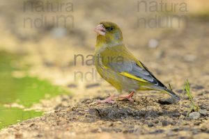 Foto di Verdone (Chloris chloris)