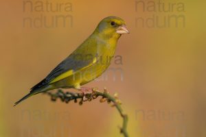 Photos of European Greenfinch (Chloris chloris)