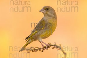 European Greenfinch images (Chloris chloris)