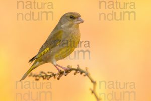 European Greenfinch images (Chloris chloris)