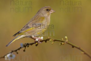 Foto di Verdoni (Chloris chloris)