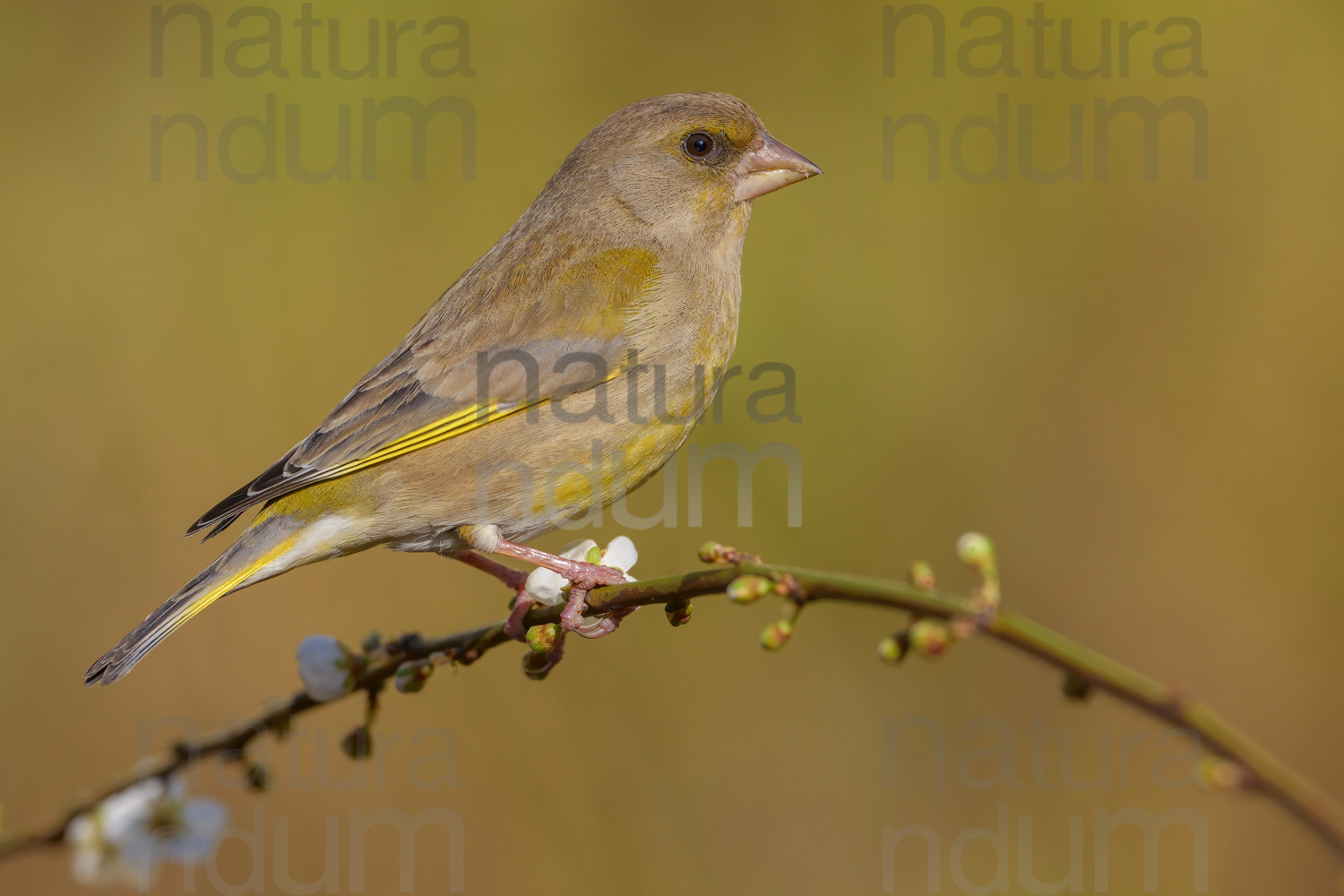 Photos of European Greenfinch (Chloris chloris)