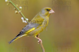 Foto di Verdoni (Chloris chloris)