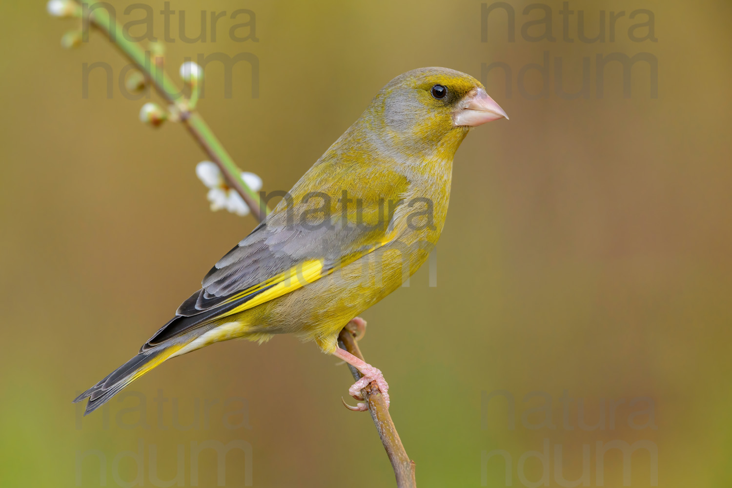 Photos of European Greenfinch (Chloris chloris)