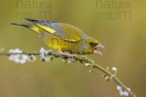 Foto di Verdoni (Chloris chloris)