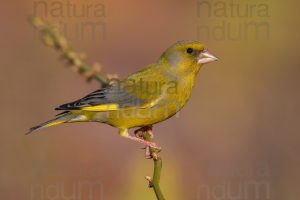 Foto di Verdone (Chloris chloris)