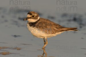Foto di Corriere piccolo (Charadrius dubius)